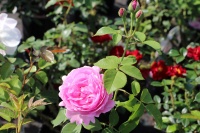 Цветник