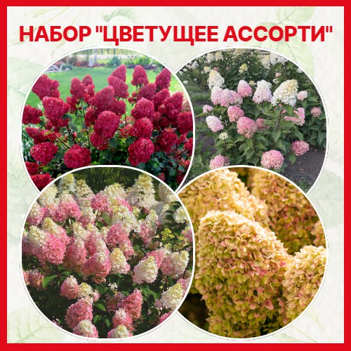 Набор гортензий Цветущее ассорти
