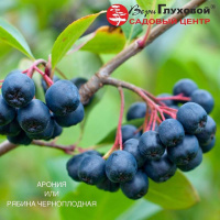 Черноплодная рябина Арония