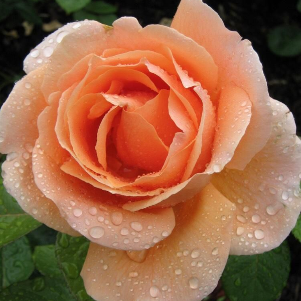 Основное изображение товара
