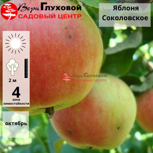 Яблоня Соколовское