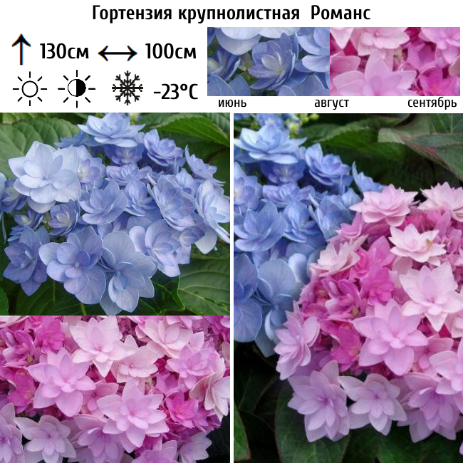 Гортензия крупнолистная Романс