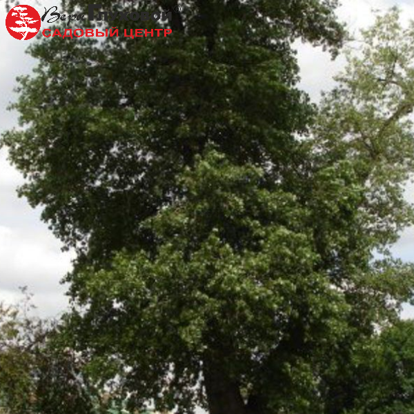 Тополь берлинский