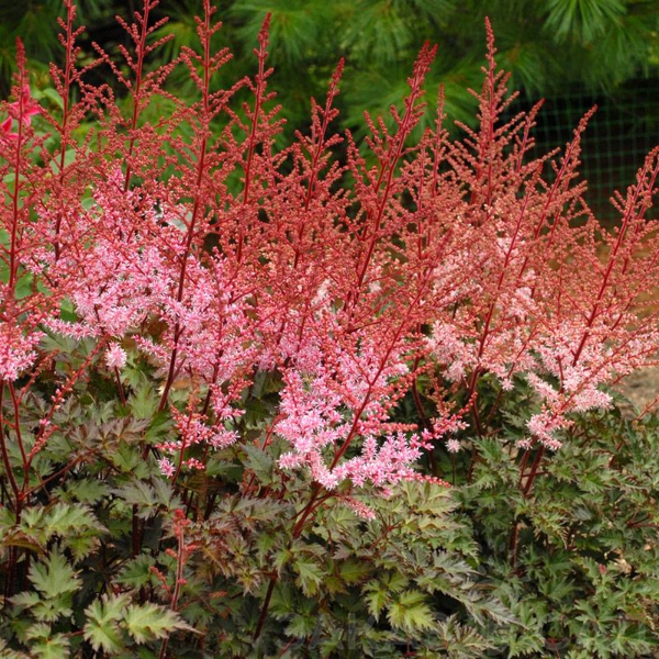 Астильба Арендса Дельфт Лейс