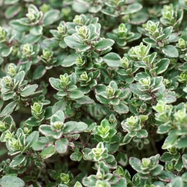 Тимьян лимоннопахнущий  Сильвер Квин