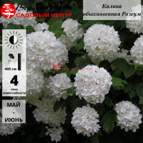 Калина обыкновенная "Розеум" - Viburnum opulus "Roseum"