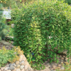 Ива цельнолистная (Salix integra) Пендула Шт-140 С5 ПК/25