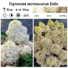 Гортензия метельчатая (Hydrangea paniculata) Бобо  С2 СП/26 (ПРСТ)