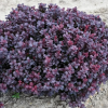 Барбарис Тунберга (Berberis thunbergii) Конкорд С3 СП/24