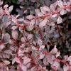 Барбарис оттавский (Berberis ottawensis) Сильвер Майлс С3 СП/24