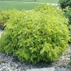 Дерен белый "Аурея" на фото
